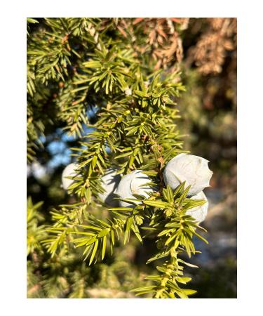 HAS ORGANIC Andiz Molasses (Homemade 500 gr) - Buy Online on GoSupps.com