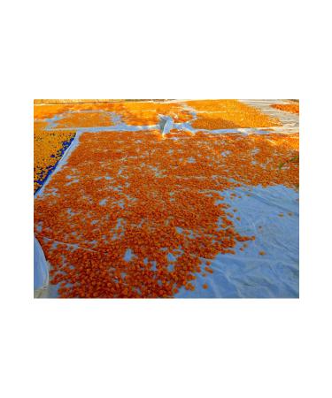 5 KILOGRAMS OF DRIED APRICOTS FROM THE GROUND - Buy Online on GoSupps.com