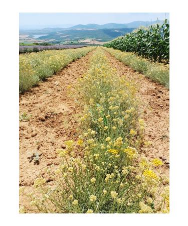 ByMiray Immortelle Flower Water Aromatherapy (Altifolia) (Hydrosol) 100ml - Buy Online on GoSupps.com