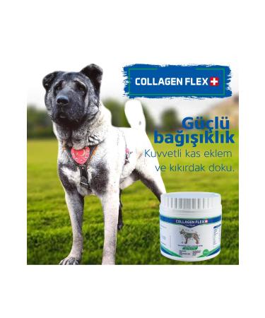 Collagenflex Royal Pro Bacterium High Value Muscle and Joint Strengthener