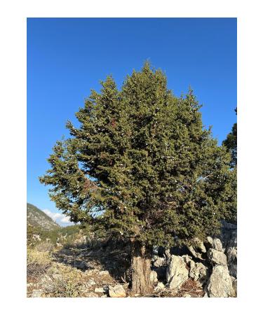 HAS ORGANIC Andiz Molasses (Homemade 500 gr) - Buy Online on GoSupps.com