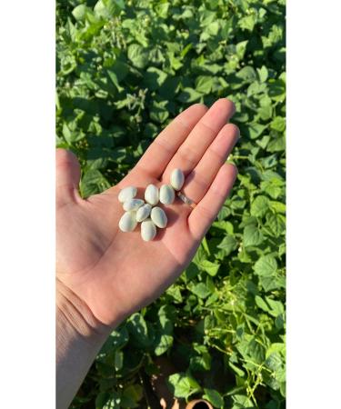 Local Ispir Sugar Beans Direct From Farmers 1 Kg - Buy Online on GoSupps.com