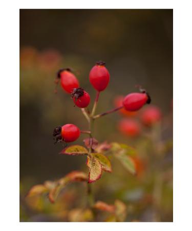 Efsoon Organics Dried Rosehip 500 gr (Naturally Dried Sifted Additive-Free) - Buy Online on GoSupps.com