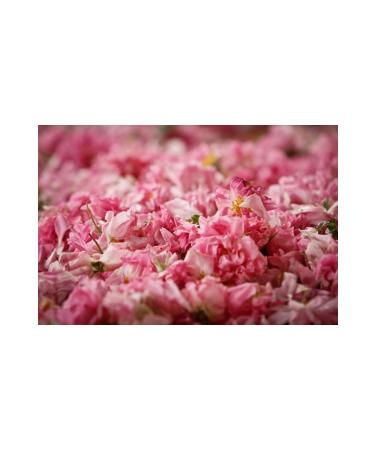 DAYE HATUN Rosa Damascena Isparta Rose Vinegar / Rose Vinegar (natural Fermented Live Vinegar/nat. Ferm./500 Ml) - Buy Online on GoSupps.com