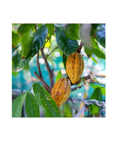 Radika Aromatherapy Tanning Cocoa Butter - Organic - Cold Pressed - Natural Sun Oil - Buy Online on GoSupps.com