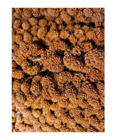  zata Red Branch Millet Campaign for Producers Red Branch Millet 1kg Local Production 2024 August Harvest - Buy Online on GoSupps.com