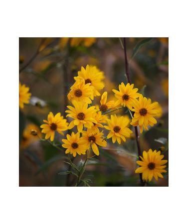 Radika Aromatherapy Arnica Oil / Organic Cold Pressed / Fixed Oil / Carrier Oil - Buy Online on GoSupps.com