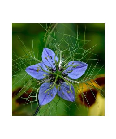 Radika Aromatherapy Black Cumin Oil / Organic Cold Pressed / Fixed Oil / Carrier Oil - Buy Online on GoSupps.com