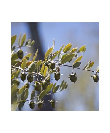 Radika Aromatherapy Jojoba Oil / Organic Cold Pressed / Fixed Oil / Carrier Oil - Buy Online on GoSupps.com