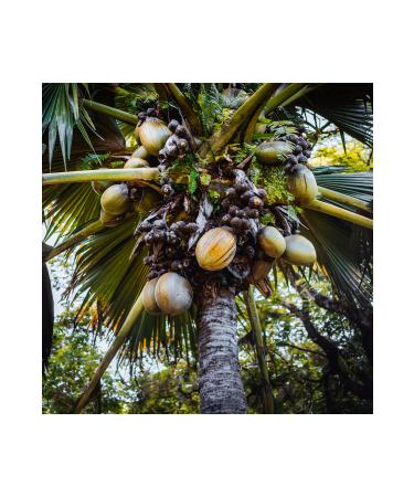 Radika Aromatherapy Coconut Oil / Organic Cold Pressed / Fixed Oil / Carrier Oil - Buy Online on GoSupps.com