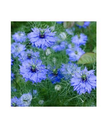 Radika Aromatherapy Black Cumin Oil / Organic Cold Pressed / Fixed Oil / Carrier Oil - Buy Online on GoSupps.com