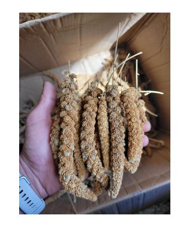 Biologist's Birdhouse Red Branch Millet (new Crop) 1st Quality 500 Gr - Buy Online on GoSupps.com