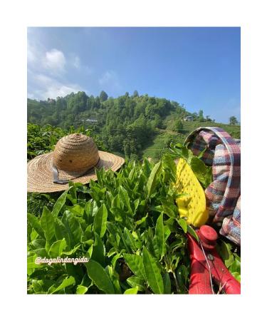 Natural Black Tea First Harvest 1 KG (QUALITY PRODUCTION) - Buy Online on GoSupps.com