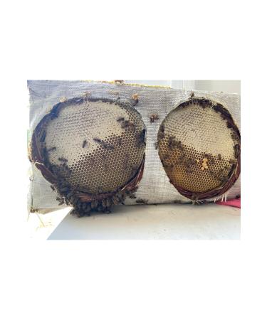 TANBAL Organic Basket Honey 2.2 kg real Karakovan - Buy Online on GoSupps.com