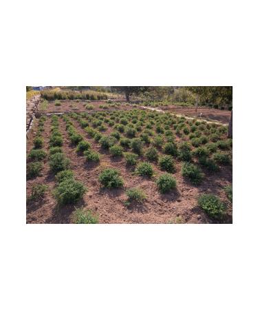  nnkaya Rosemary Hydrosol 100 ml - Buy Online on GoSupps.com