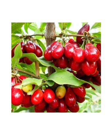 Erzurum Ipekgurme Erzurum Ipekgurme Frozen Cranberry Fruit 1 Kg