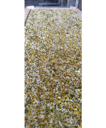 Dr. Lavender Dried Chamomile Herbal Tea 50 grams Chamomile Tea 3 Ecocert Certified - Buy Online on GoSupps.com