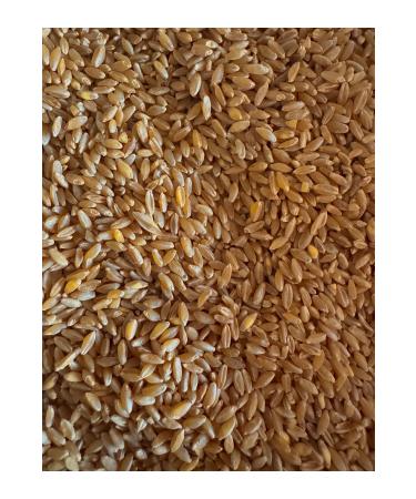 FARMER Wheat Feed for Chicken and Bird 10 Kg