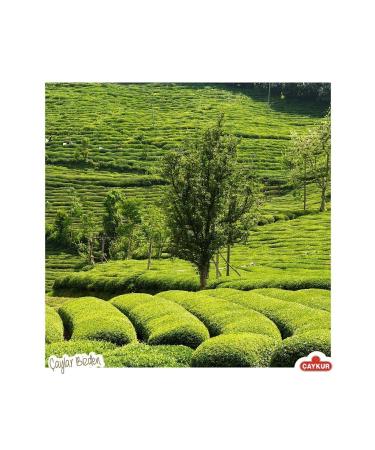  aykur Camellia Black Loose Tea 10 X 1 Kg - Buy Online on GoSupps.com