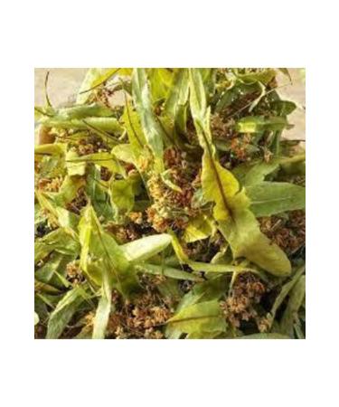 Medicinal Plants Linden