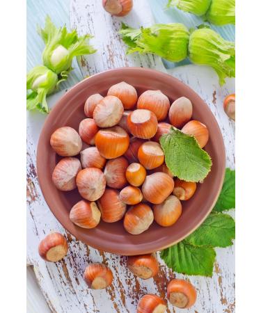 Natural and Pure 5 Kg Hazelnuts in Shell August Harvest - From Producer to Your Door