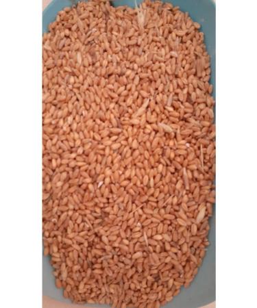 yesilsera White Wheat for Feed 5 Kg