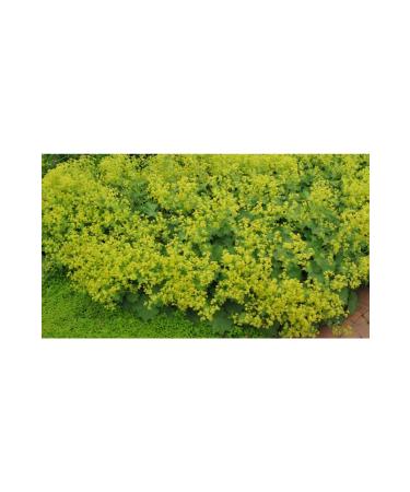 GL FAHANEM ORGANIC HERB Lion Claw Sawtooth 1kg - Buy Online on GoSupps.com