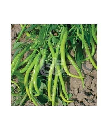 Traditional High Yield Thin Pointed Sweet Bristle Pepper Seed (10 Gr)