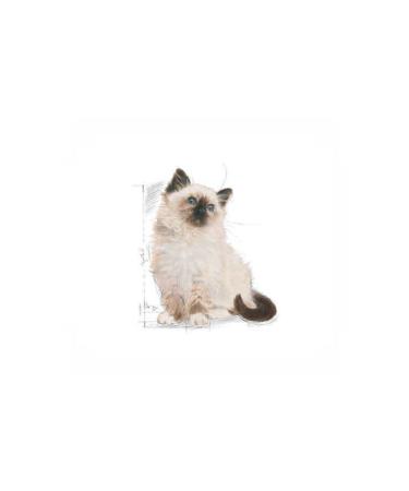 Royal Canin Kitten Cat Food 2kg - Buy Online on GoSupps.com