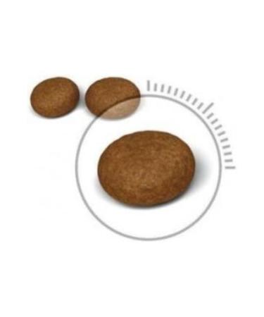 Royal Canin Hair Skin Food for Sensitive Cats 4 Kg - Buy Online on GoSupps.com