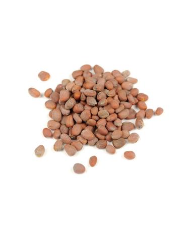Pavrika Radish Seed 50gr