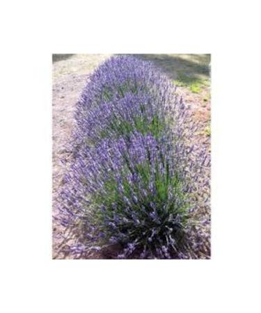 botanica Lavender Eye Pillow Aromatherapy Eye Patch Yoga Meditation Relaxing 20cm X 5cm - Buy Online on GoSupps.com