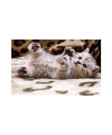 Royal Canin Kitten Kitten Cat Food 2 Kg And 6 Pieces Kitten Jelly Wet Food 6x85gr - Buy Online on GoSupps.com