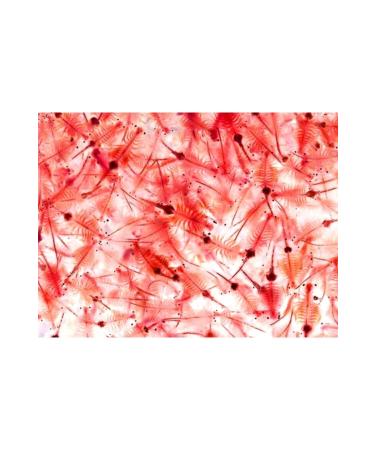 Yemmama Artemia Flour Powder 100 Micron Powder 50 Gr - Buy Online on GoSupps.com