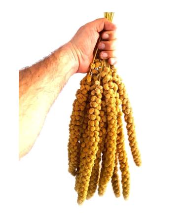 usmtekno 500 Gr. Red Branch Millet Budgie Food Indian Nightingale Nature Food.