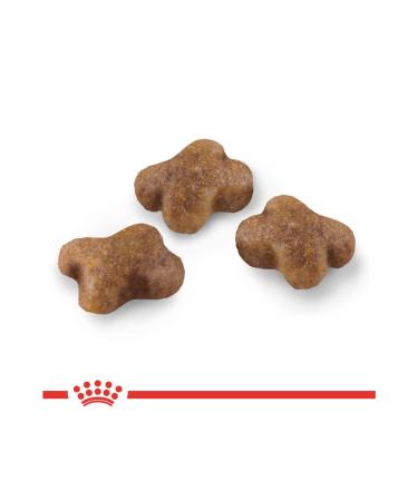 Royal Canin Kitten Dry Cat Food 10 Kg - Buy Online on GoSupps.com