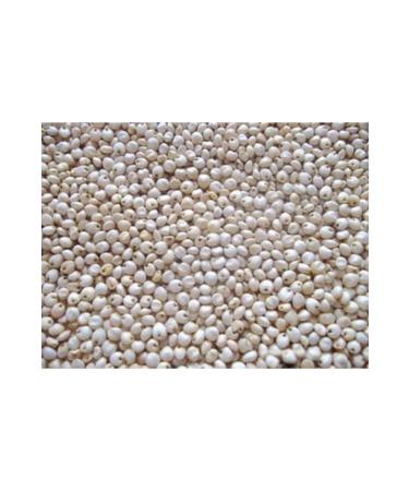 Ingro White Sorghum Seed 1000 gr - Buy Online on GoSupps.com