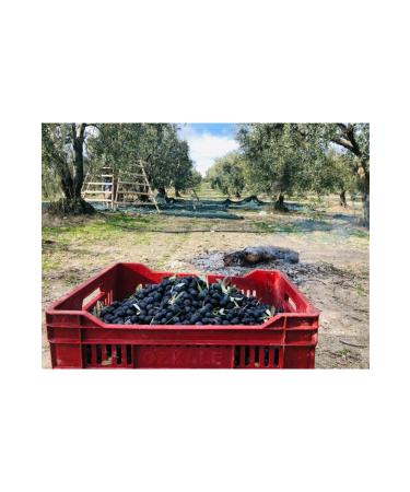 OLIVE Hurrem Xl Black Olive - Buy Online on GoSupps.com