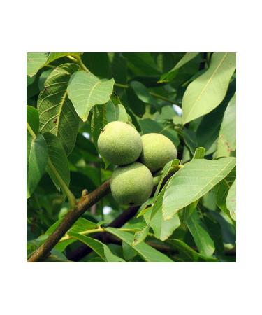 Gradiva 2024 Crop Thin Shelled Chandler Walnuts 3 Kg - Buy Online on GoSupps.com