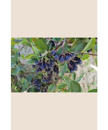 JULY ORGANIC Organic Aronia 100 gr