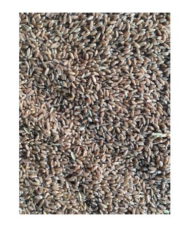 Bu day m Bu day 10 Kg Bird-chicken-goose-duck Poultry Feed