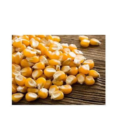 Asenya Grain Corn 6 Kg Feed Corn Feed Corn Animal Feed Corn Feed