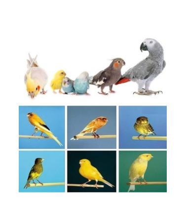 Bereketlimama Peeled - Unhulled Oats 5 Kg - Buy Online on GoSupps.com