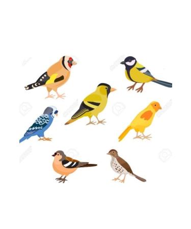 Bereketlimama Peeled - Unhulled Oats 10 Kg - Buy Online on GoSupps.com