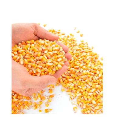 Asenya Grain Corn 5 Kg Chicken Feed Corn for Feed Poultry Feed Goose Duck Quail Feed