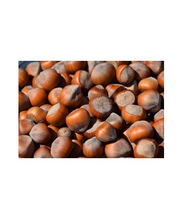 Ata Hazelnuts in Shell 1 Kg. Double Giresun