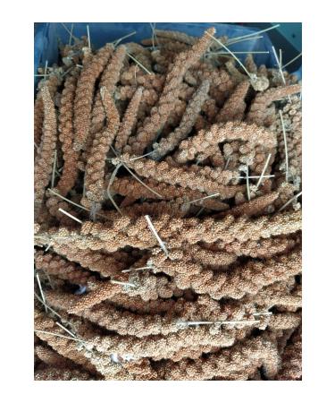 han melipetstore Natural Red Branch Millet Bird Food 500 Gr