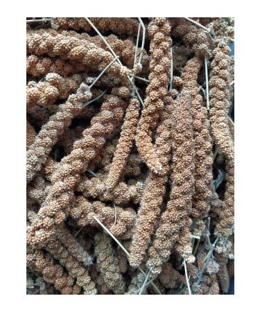 han melipetstore Natural Red Branch Millet Bird Food 500 Gr - Buy Online on GoSupps.com