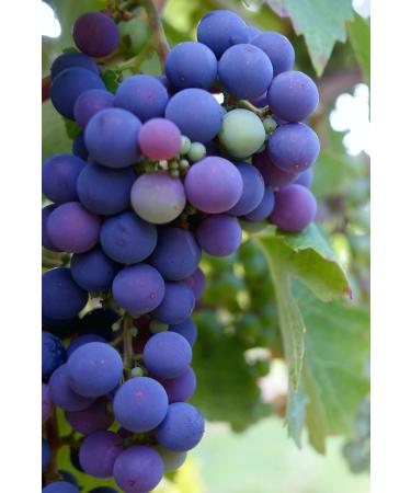 Beyisa 500 gr Natural Mustard and Black Grapes Mustard Grape Seeds Mardin Midyat Local Delicacies - Buy Online on GoSupps.com