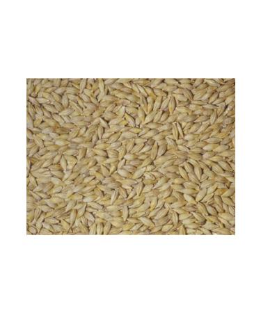 Asenya Natural Grain Barley Seed Feed Barley Chicken Feed Poultry Feed Bird Feed 10kg - Buy Online on GoSupps.com